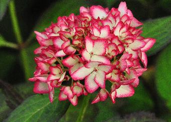 Hydrangea macrophylla 'Mirai' closeup bloem verynice