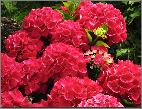 Hydrangea_ macrophylla_'Beaute_Vendomoise'_large _flower_closeup_vnn