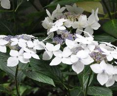 Hydrangea macrophylla 'Lanarth White' VN lacecap