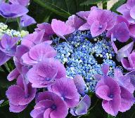 Hydrangea macrophylla Nizza Blauw closeup