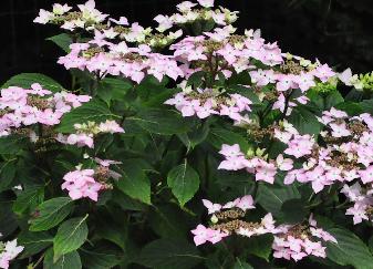 HydrangeamacrophyllaJeanVarnierhabitus2