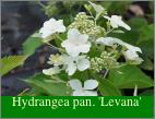 HydrangeapaniculataPhantomherfstkleuren