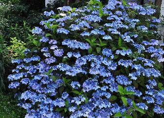 Hydrangea serrata 'Blue Deckle' habitusfoto blauwe bloemen rijkelijke bloei