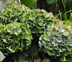 HydrangeamacrophyllaXianherfstverkleuringbloemblauwgroenvn