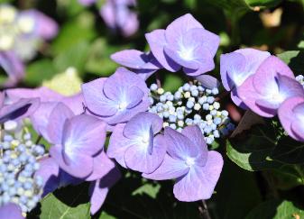 Hydrangea macrophylla 'Zorro' violetblauwe bloemen 