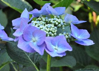 Hydrangea macrophylla 'Blaumeise' closeup