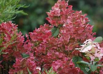 Hydrangea paniculata Bulk 'Early Sensation'