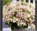 HydrangeapaniculataBreg14Polestar2